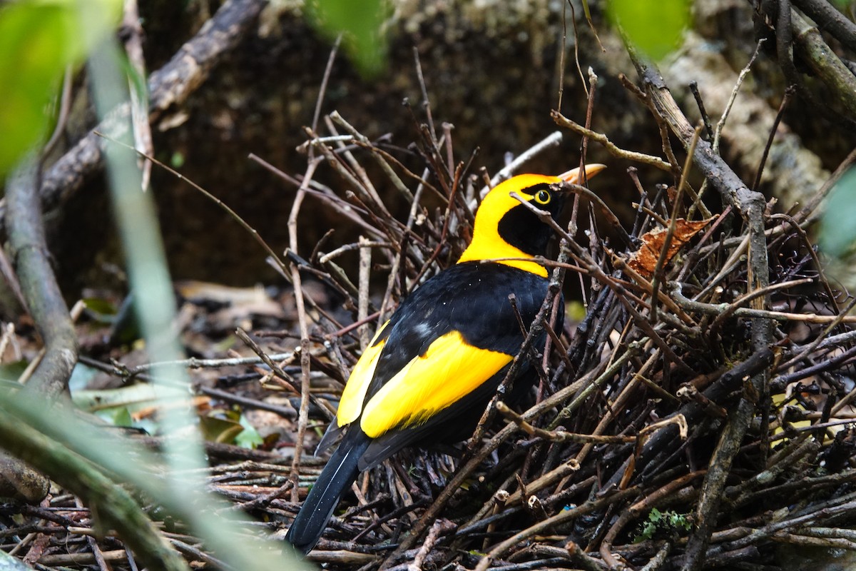 Regent Bowerbird - ML627196858