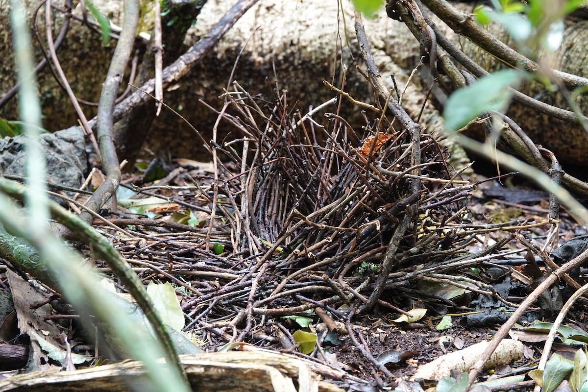 Regent Bowerbird - ML627196859