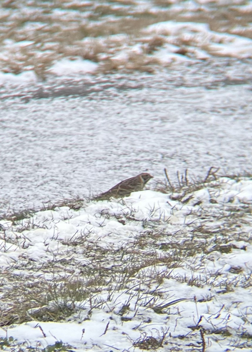 Lapland Longspur - ML627196889
