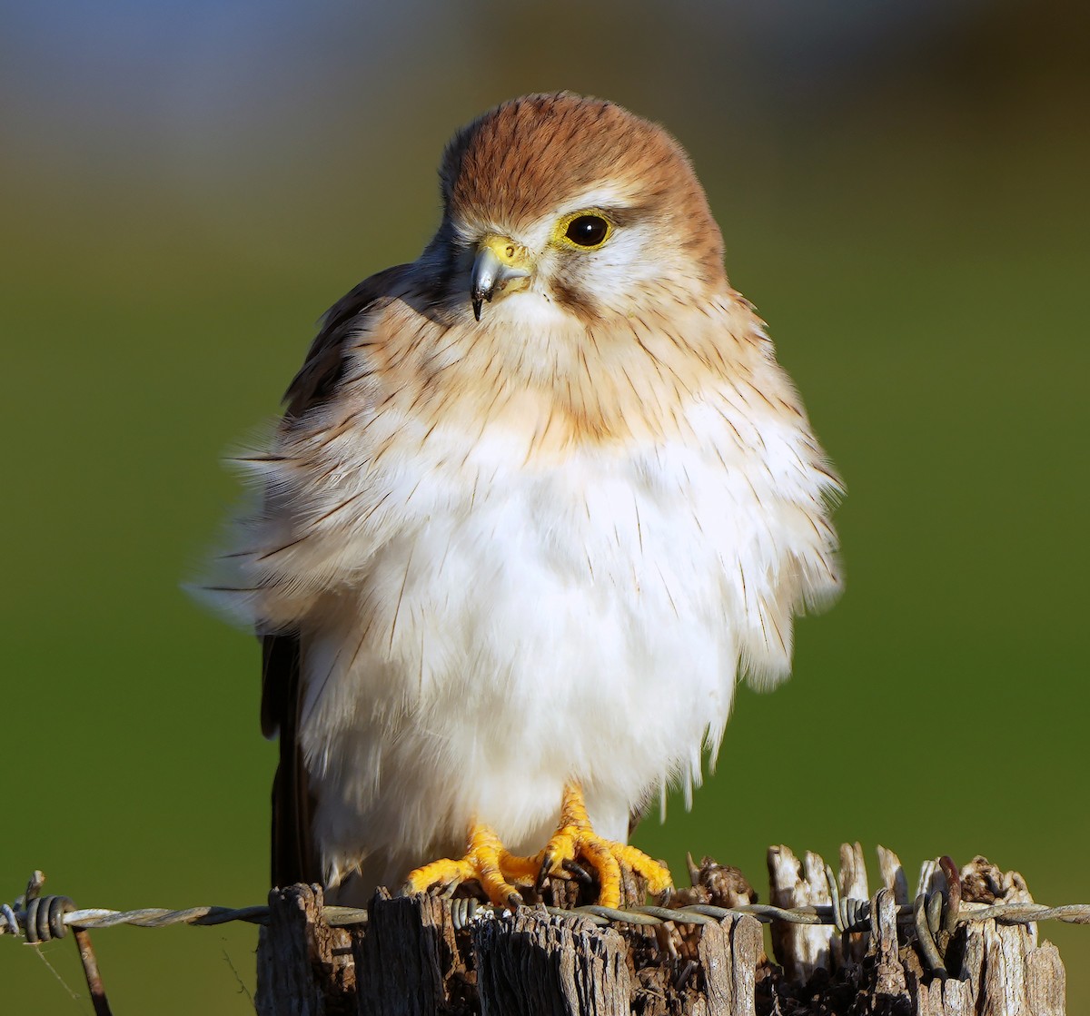 Nankeen Kestrel - ML627196971