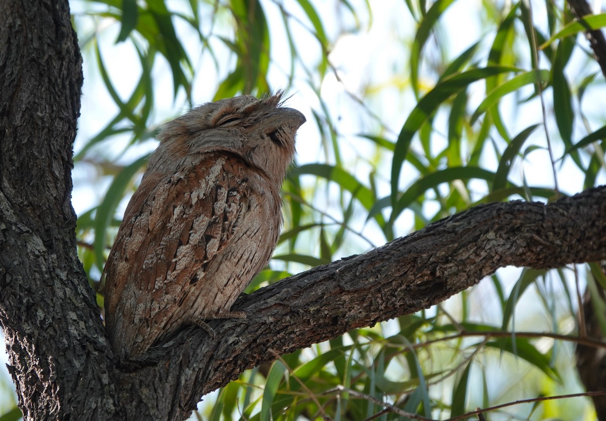 Tawny Frogmouth - ML627197219