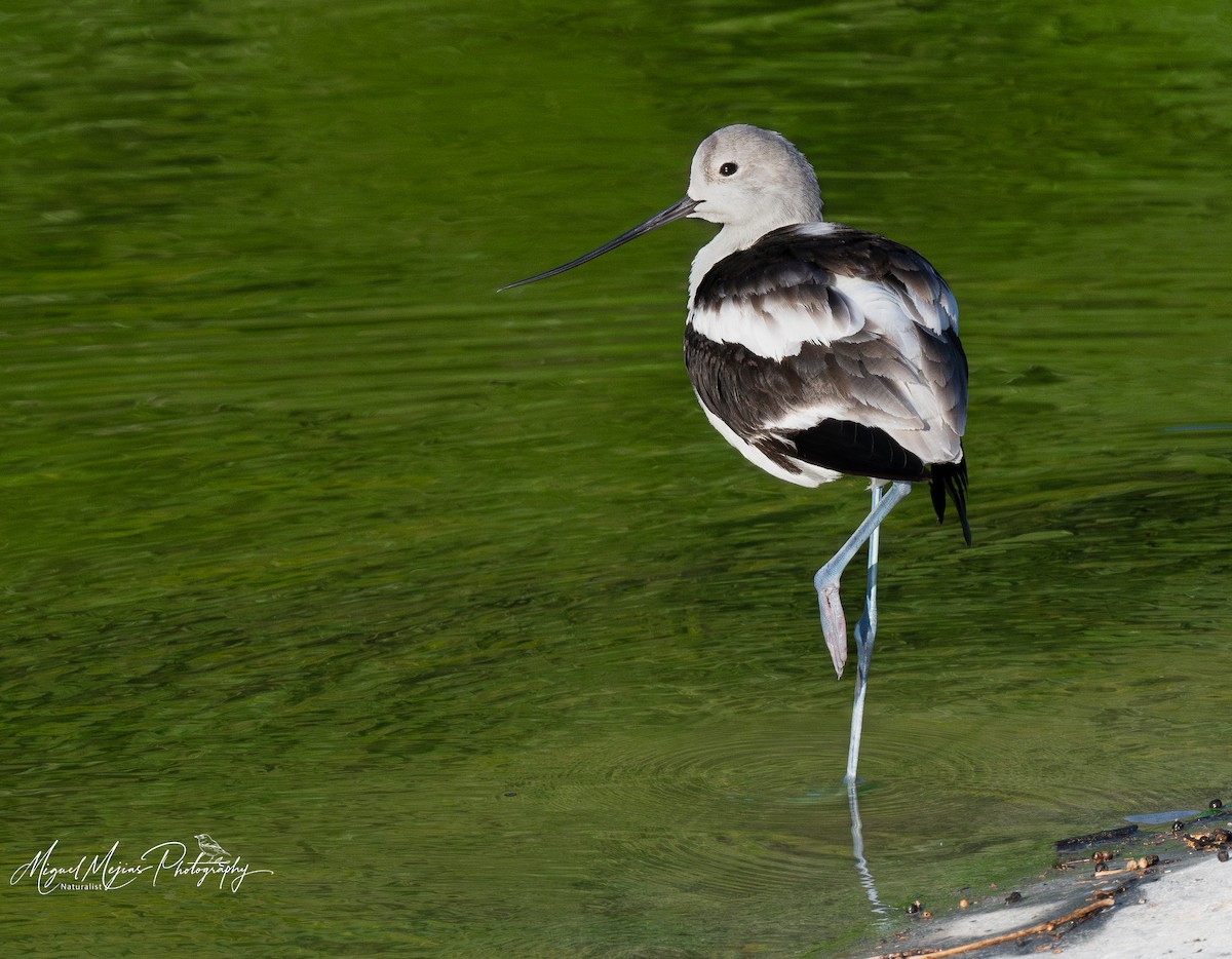 American Avocet - ML627197225
