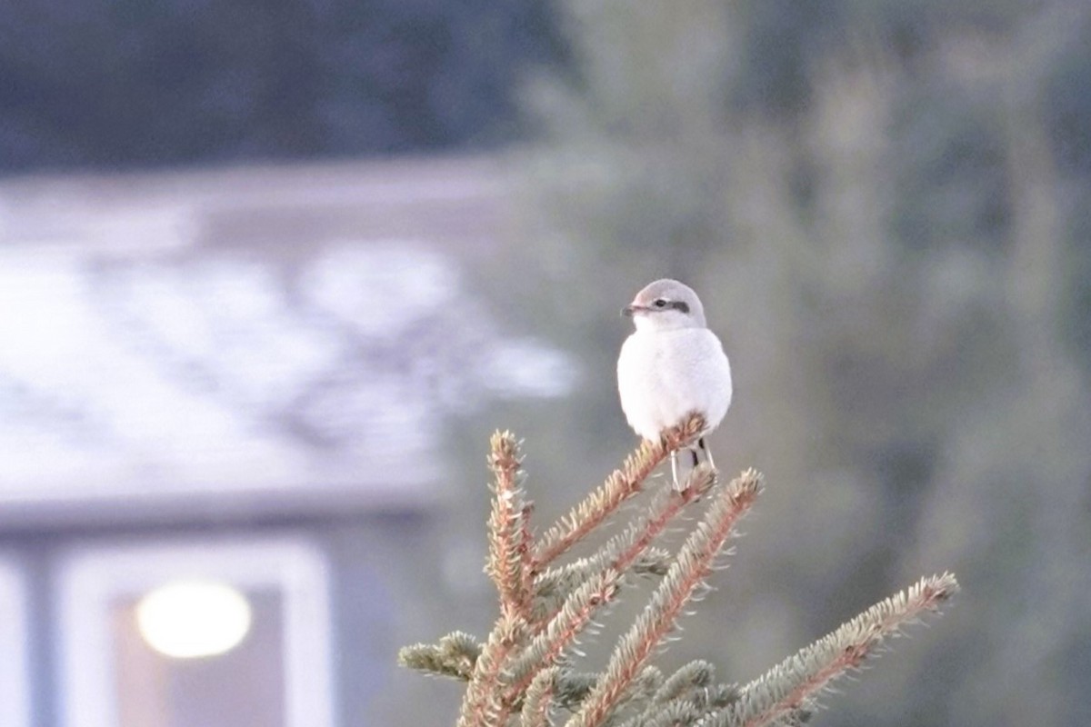 Northern Shrike - ML627197228