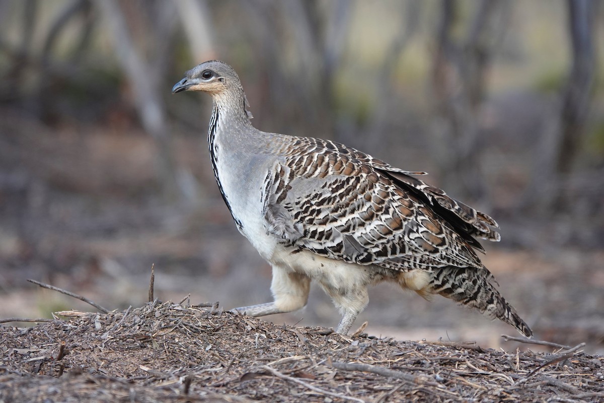 Malleefowl - ML627197271