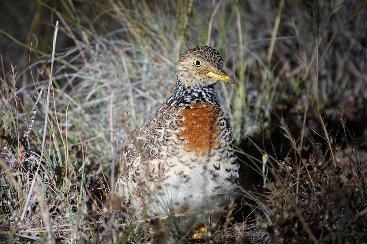 Plains-wanderer - ML627197459