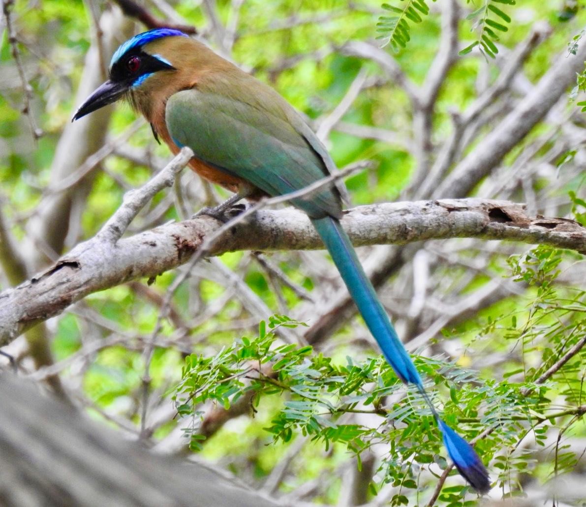Motmot caraïbe - ML627197473
