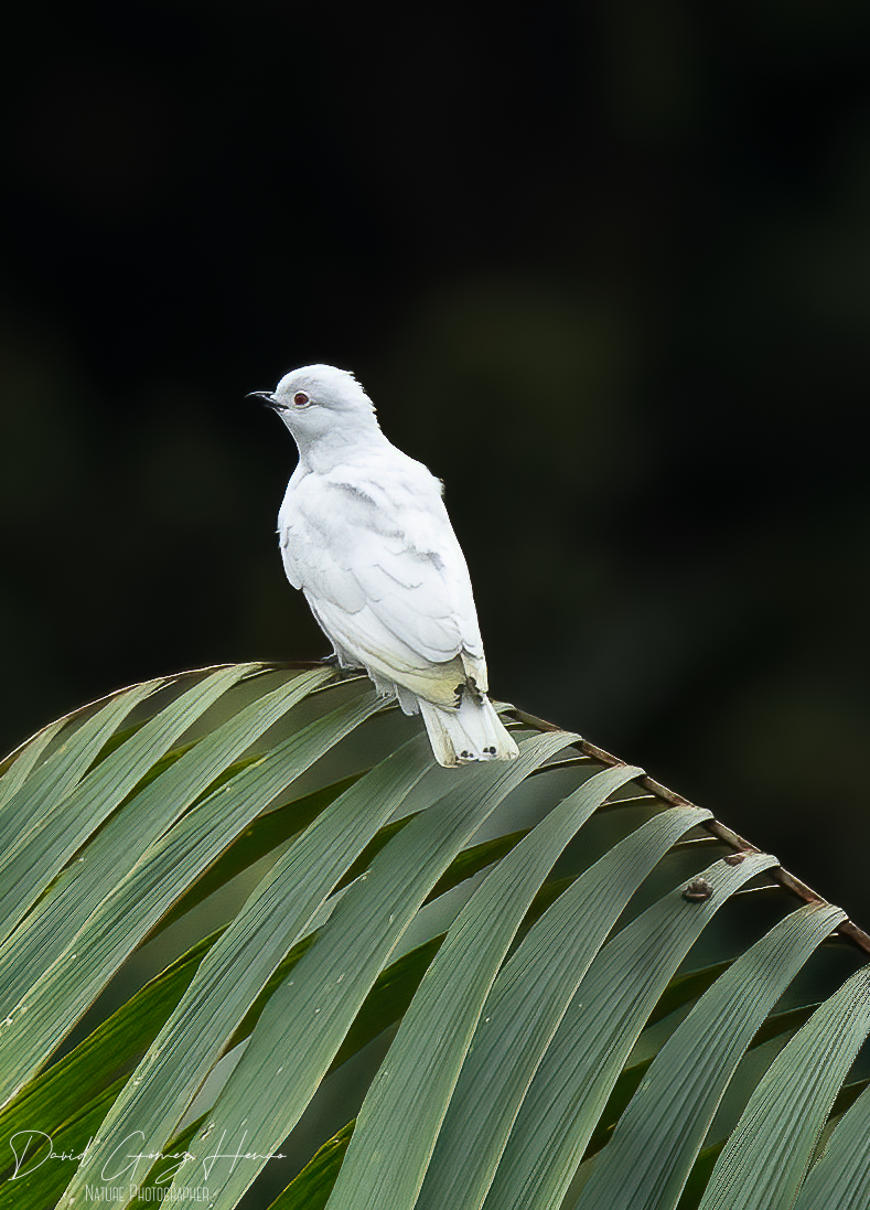 Black-tipped Cotinga - ML627197479