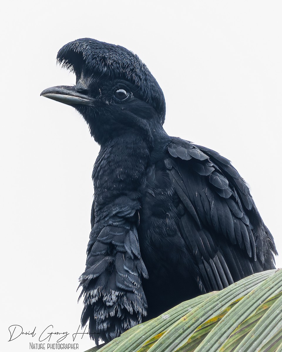 Long-wattled Umbrellabird - ML627197483