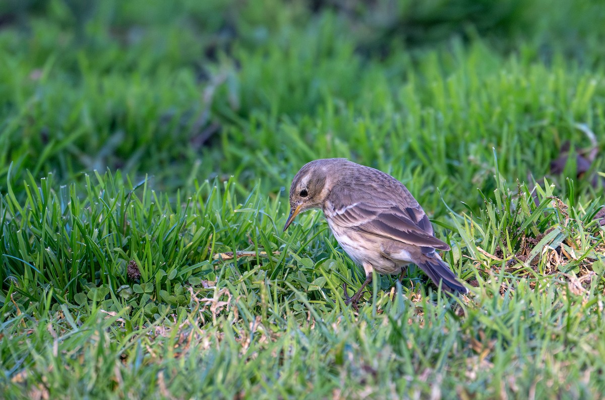 Pipit d'Amérique - ML627197532