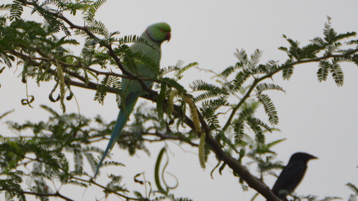 Rose-ringed Parakeet - ML627197557