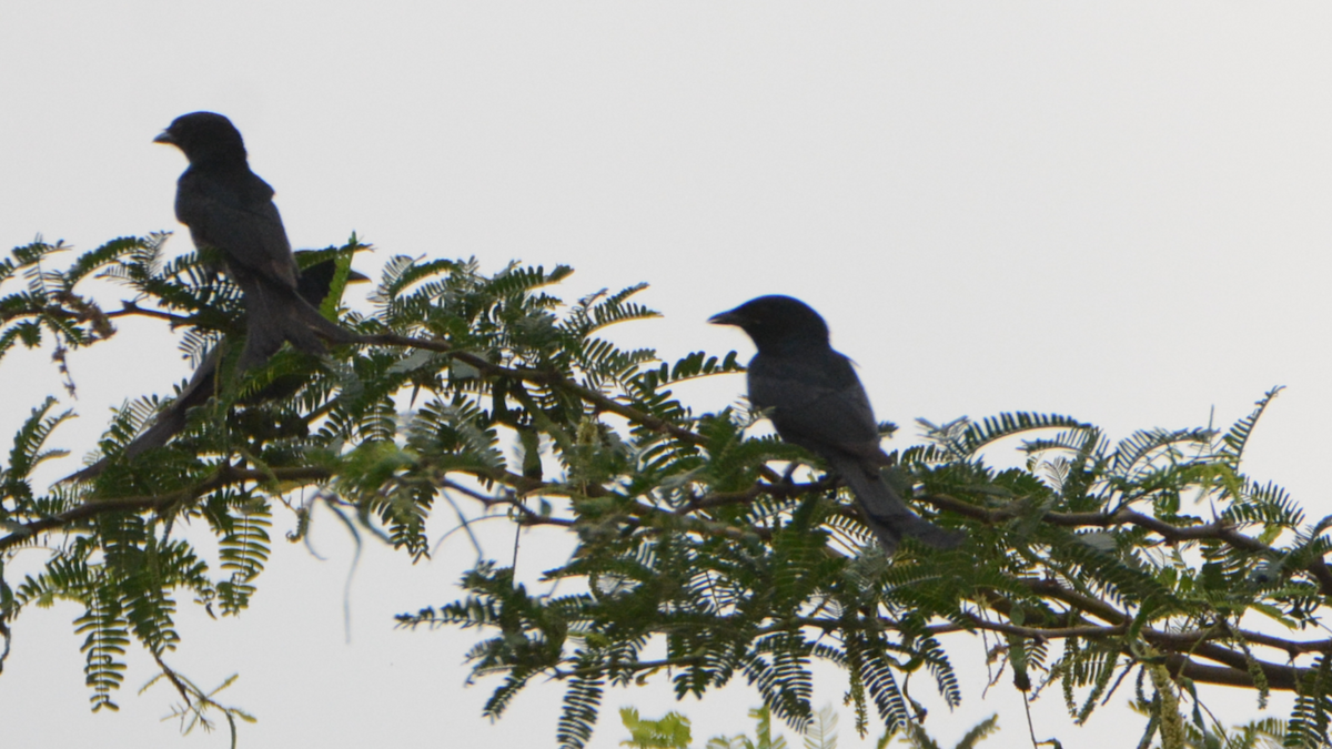 Black Drongo - ML627197567