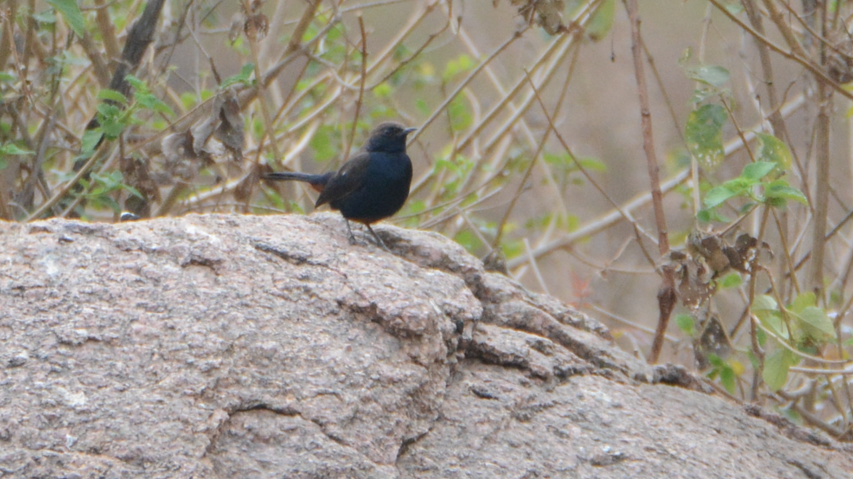 Indian Robin - ML627197569