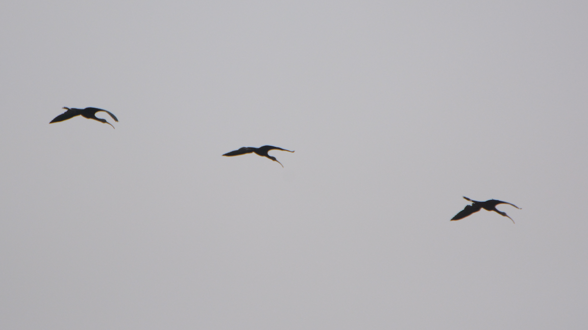 Glossy Ibis - ML627197574