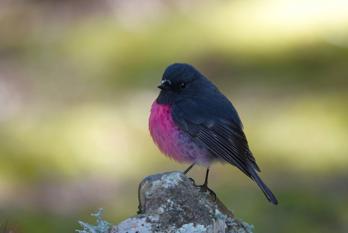 Pink Robin - ML627197590