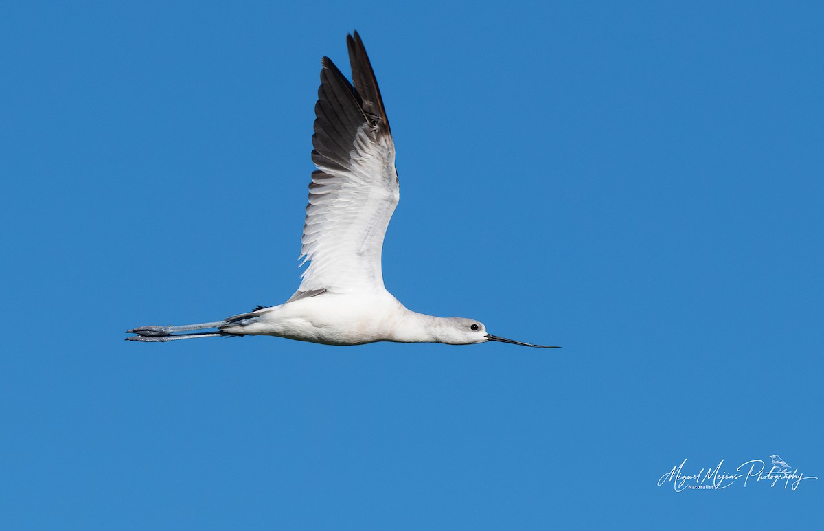 American Avocet - ML627197656