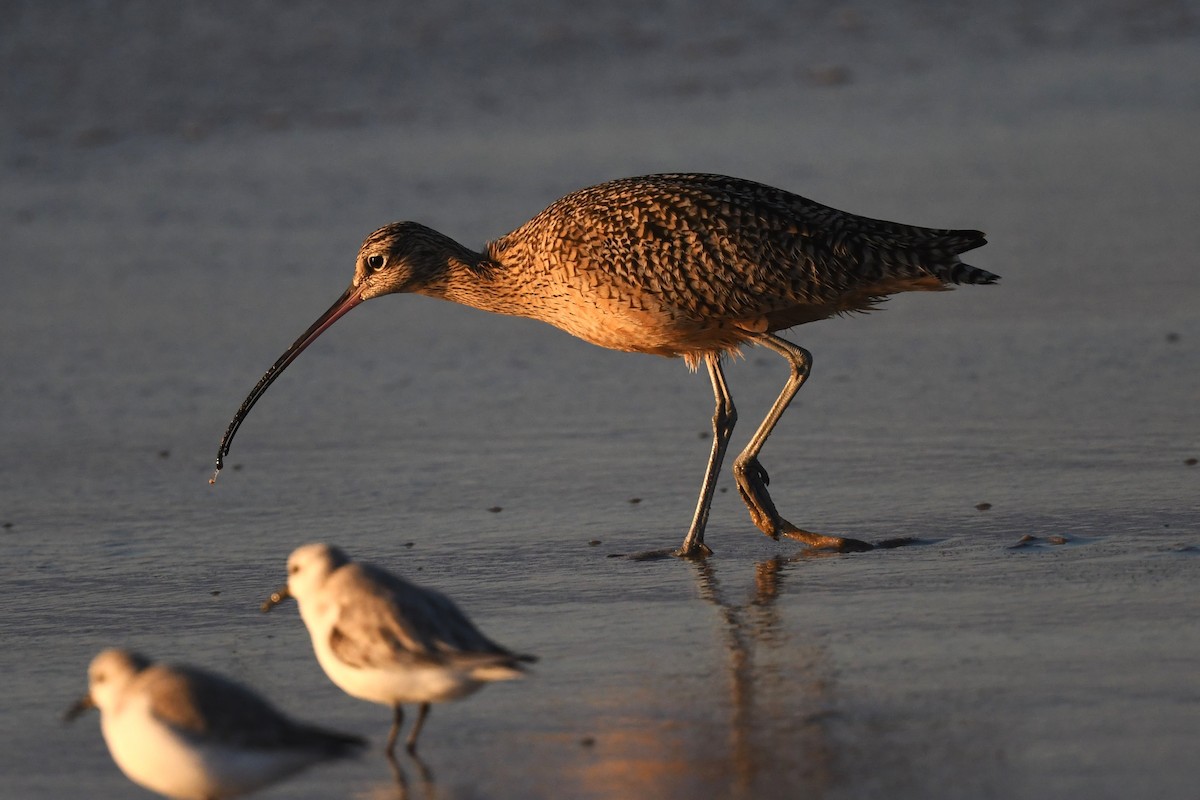 Long-billed Curlew - ML627197799