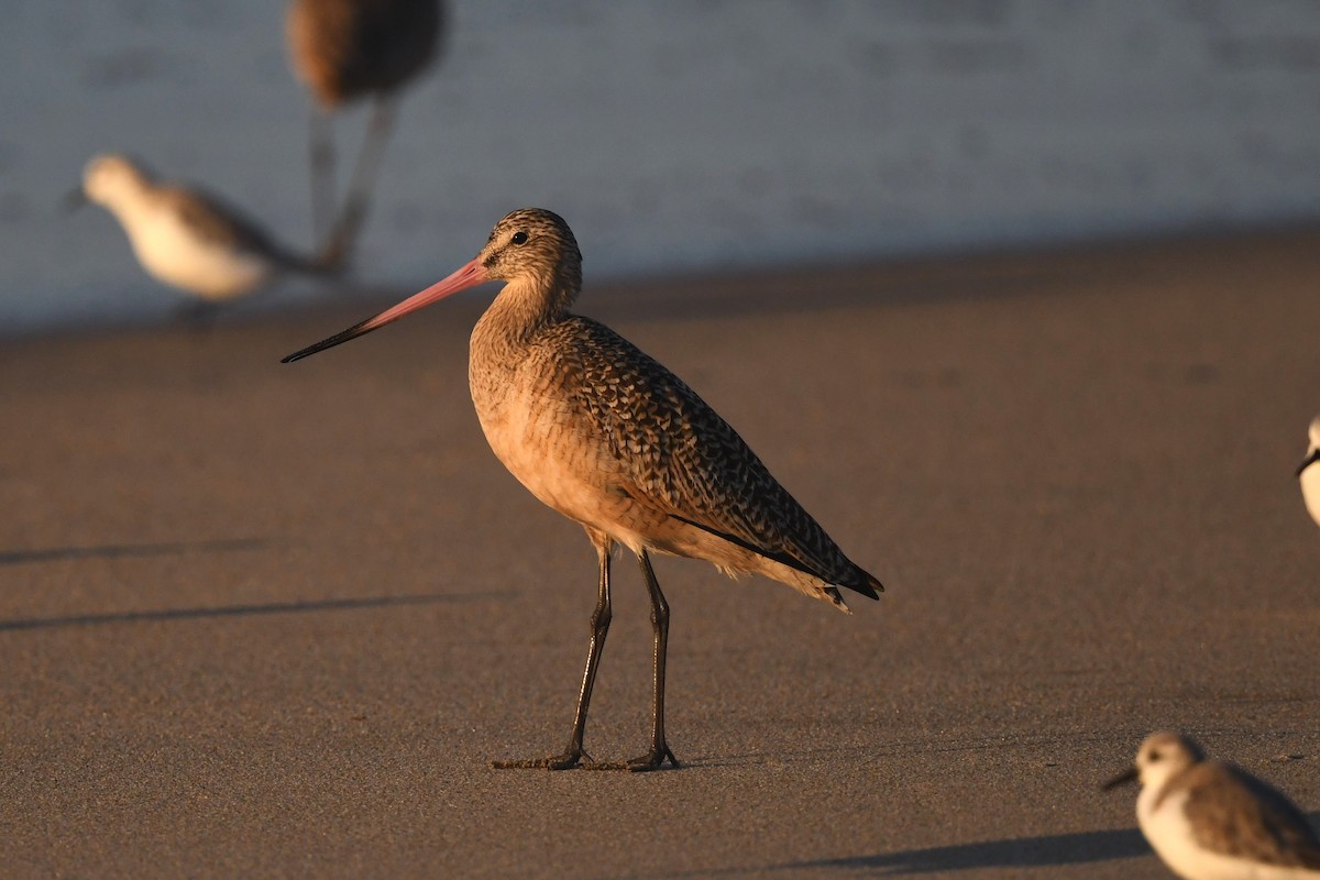 Marbled Godwit - ML627197802