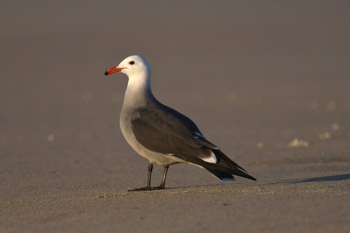 Heermann's Gull - ML627197805