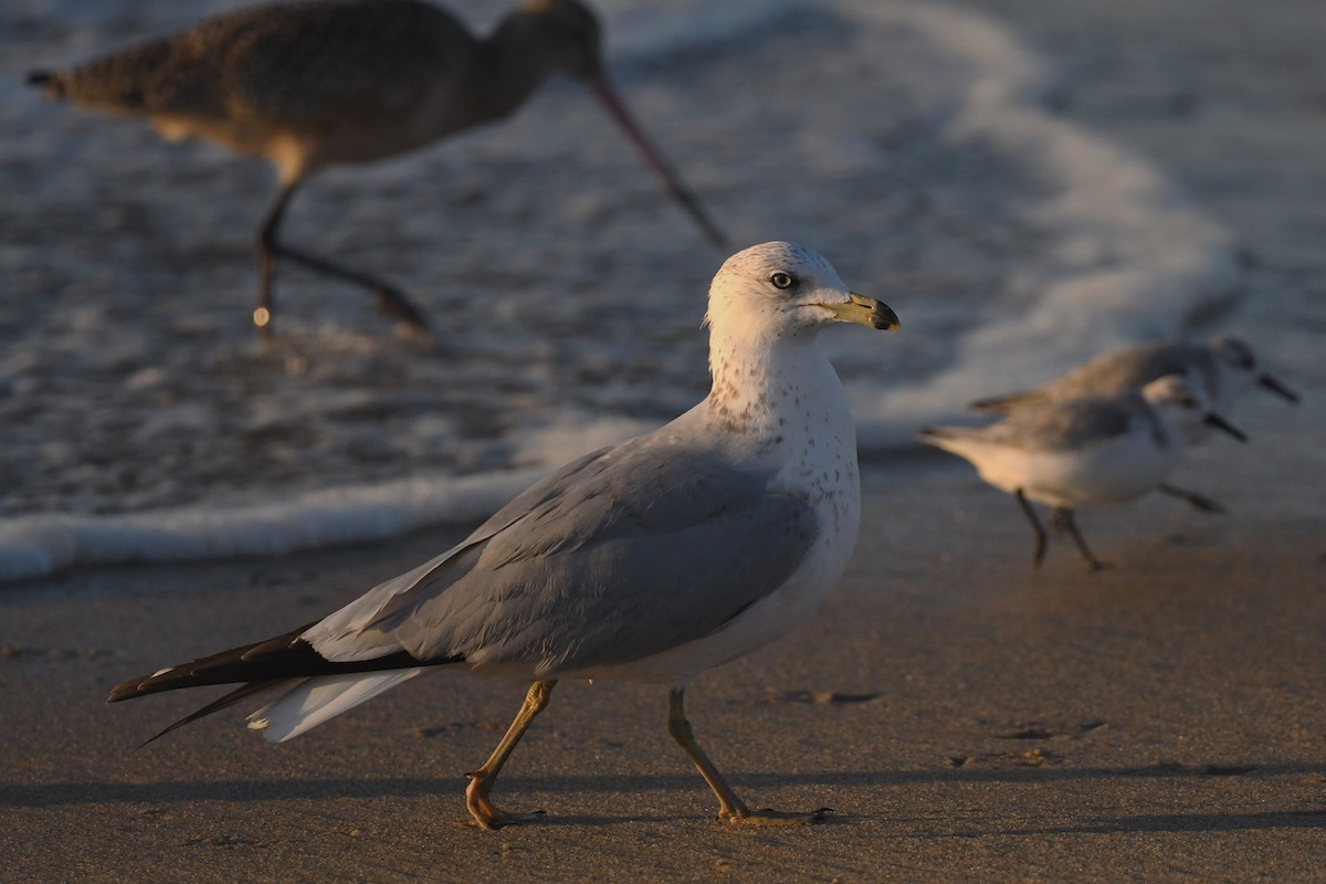 Ring-billed Gull - ML627197823