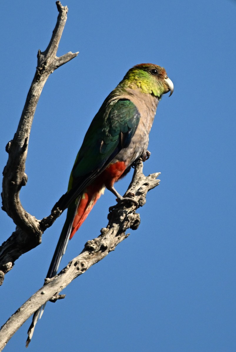 Red-capped Parrot - ML627197854