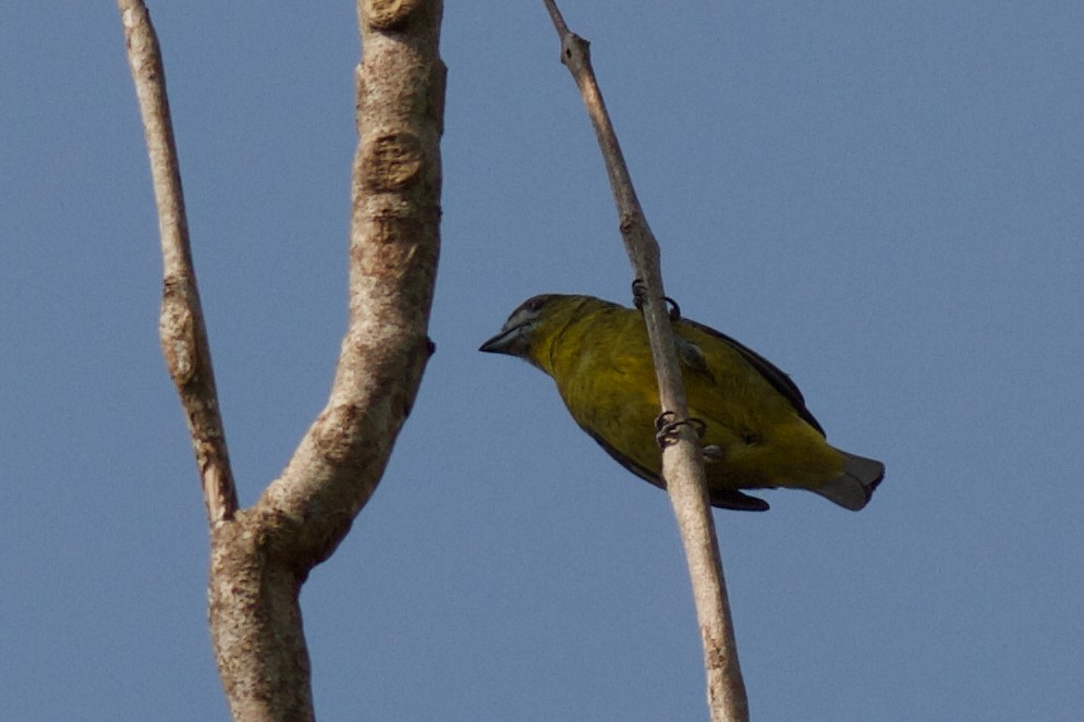 Golden-bellied Euphonia - ML627197867