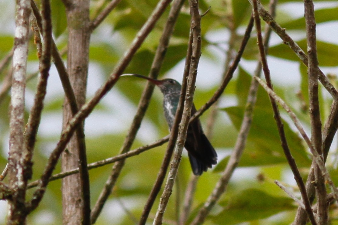 Glittering-throated Emerald - ML627198031