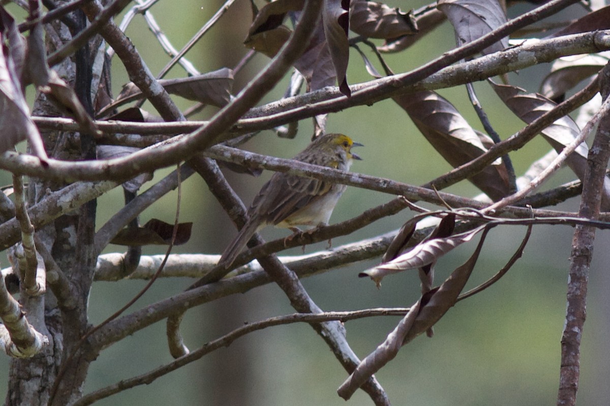 Yellow-browed Sparrow - ML627198110