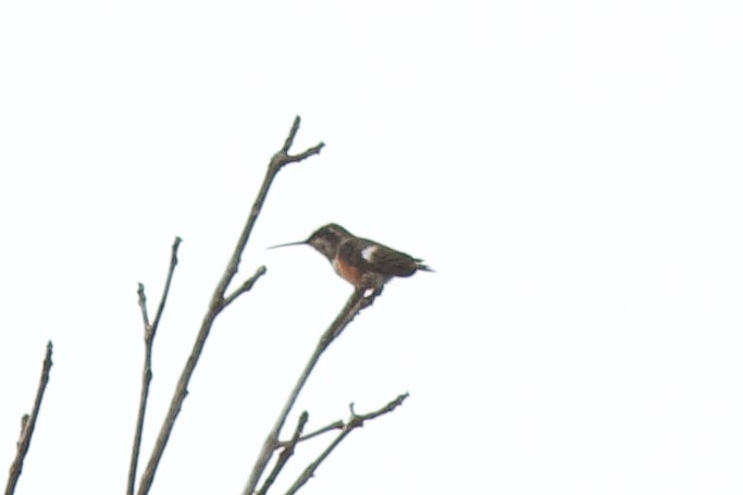 Amethyst Woodstar - ML627198114