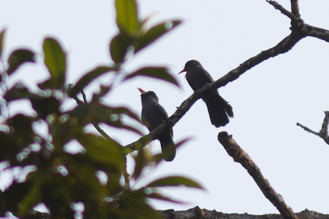 White-fronted Nunbird - ML627198146