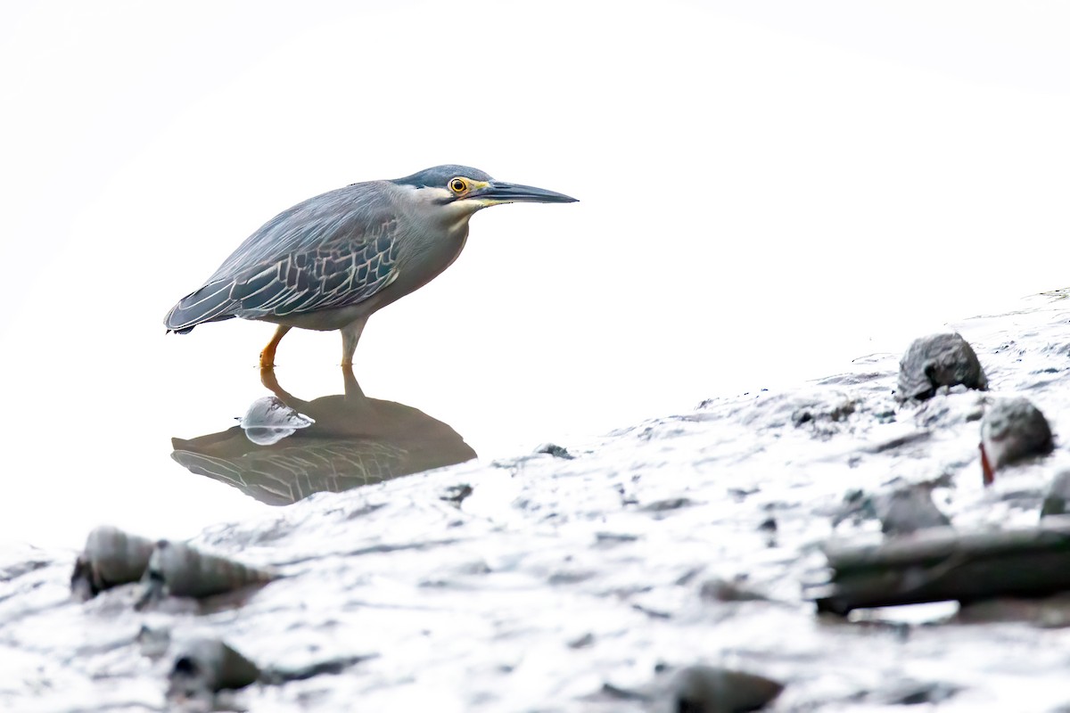 Striated Heron - ML627198148