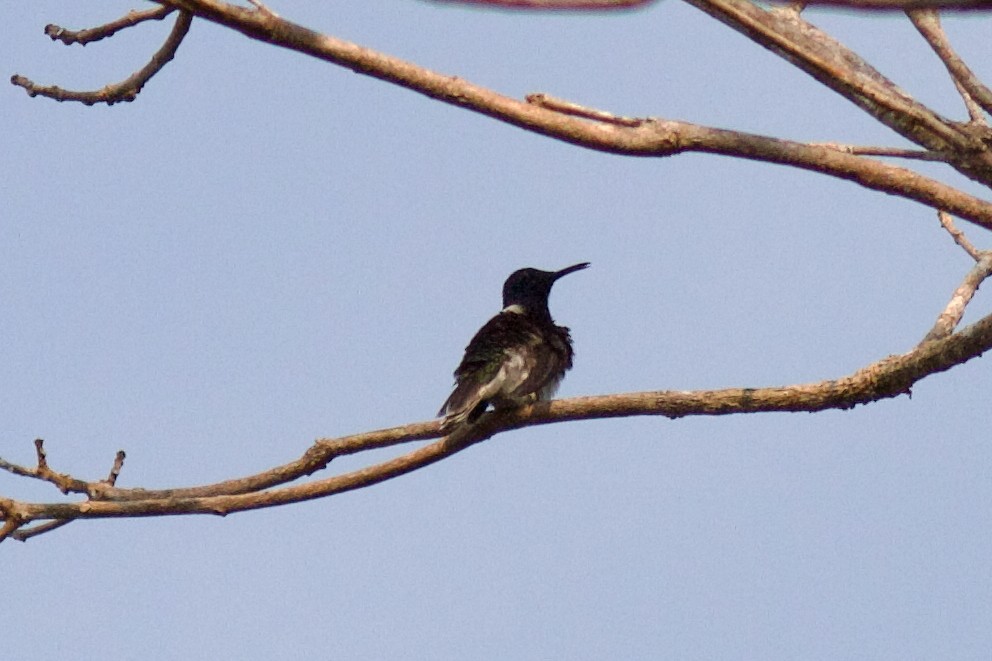 White-necked Jacobin - ML627198149
