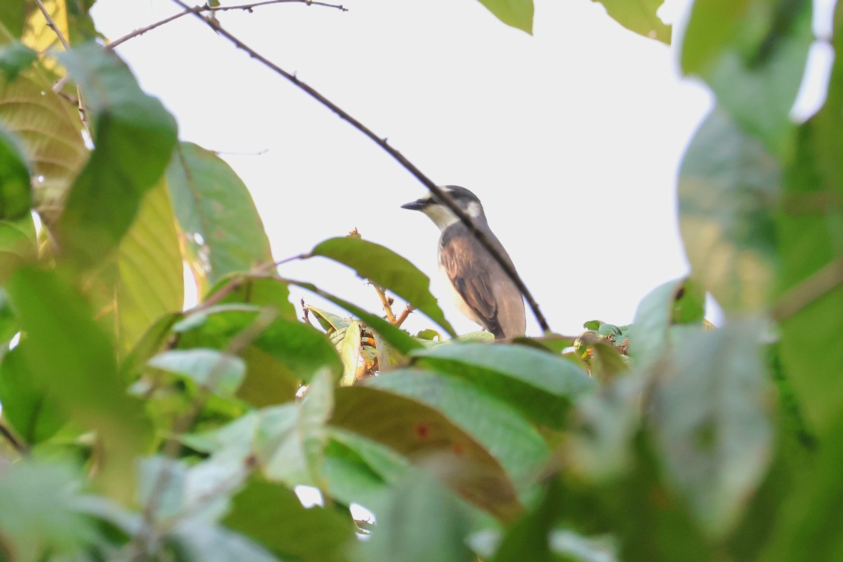 Ashy Minivet - ML627198228