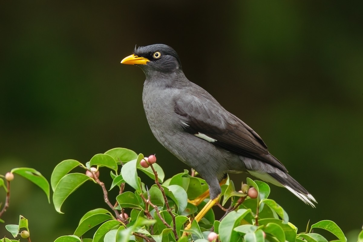 Javan Myna - ML627198281