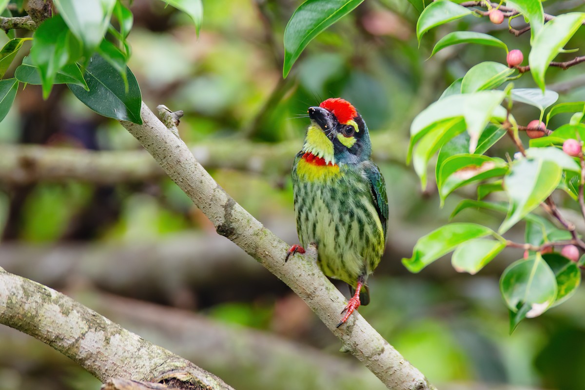 Coppersmith Barbet - ML627198282