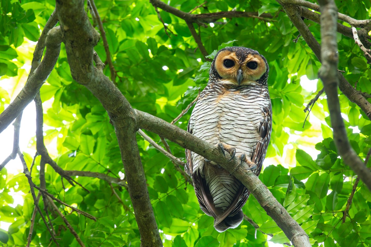 Spotted Wood-Owl - ML627198323