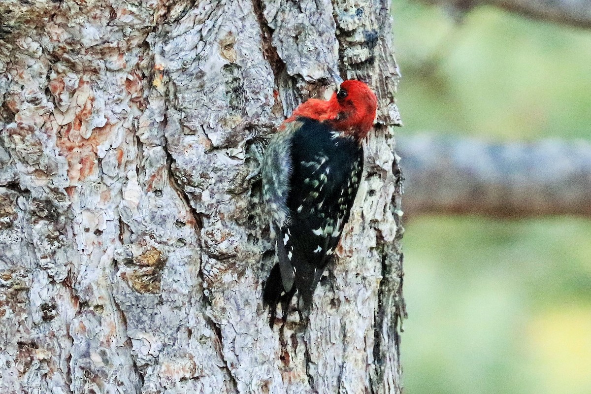 Red-breasted Sapsucker - ML627198380