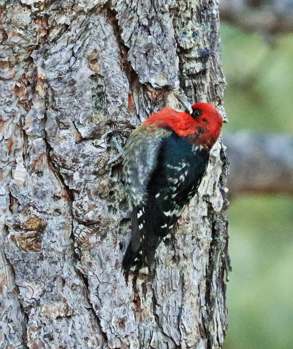 Red-breasted Sapsucker - ML627198381