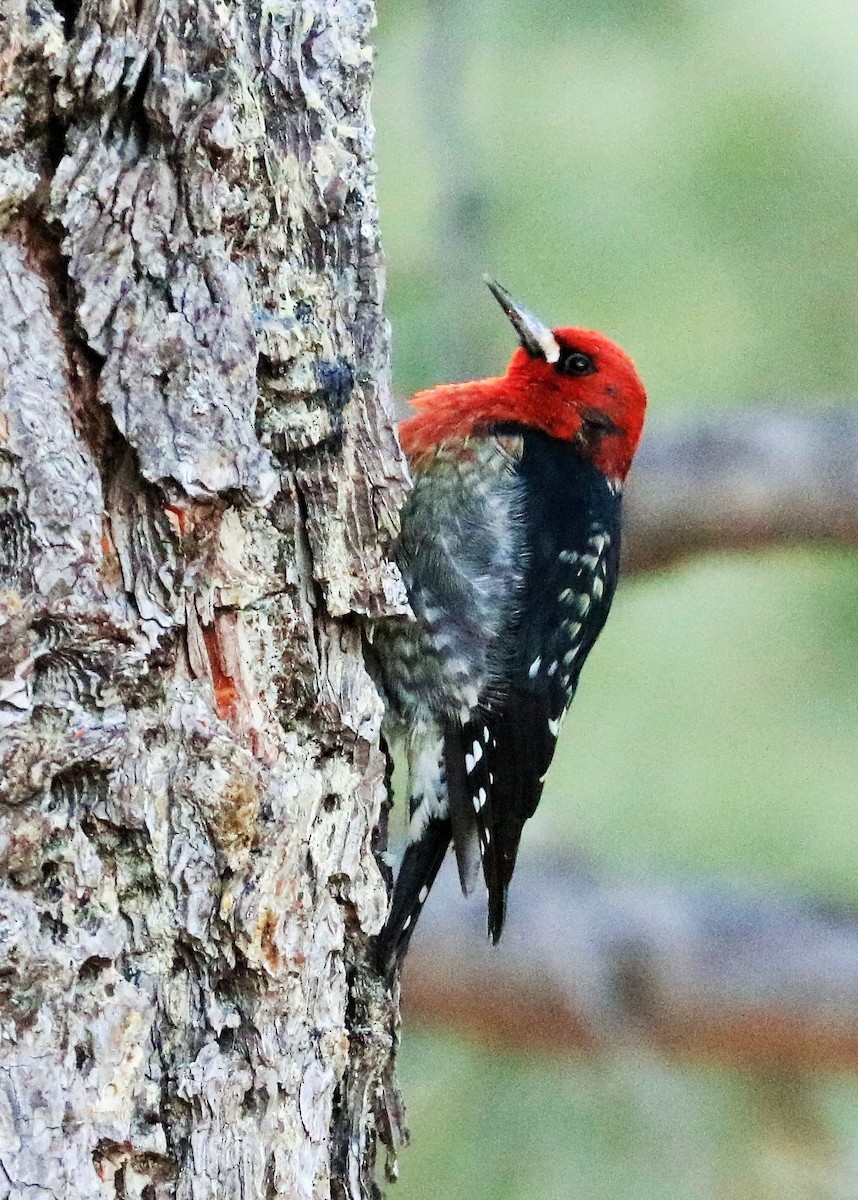 Red-breasted Sapsucker - ML627198382