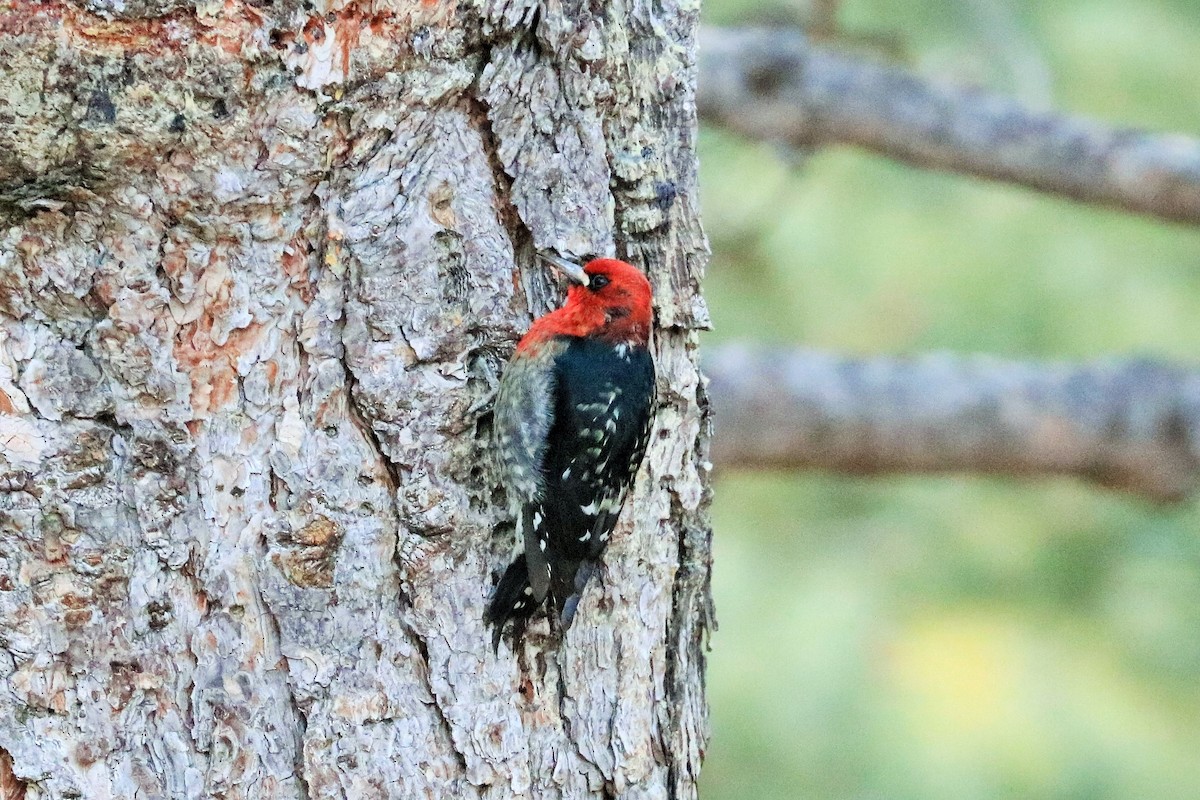 Red-breasted Sapsucker - ML627198383