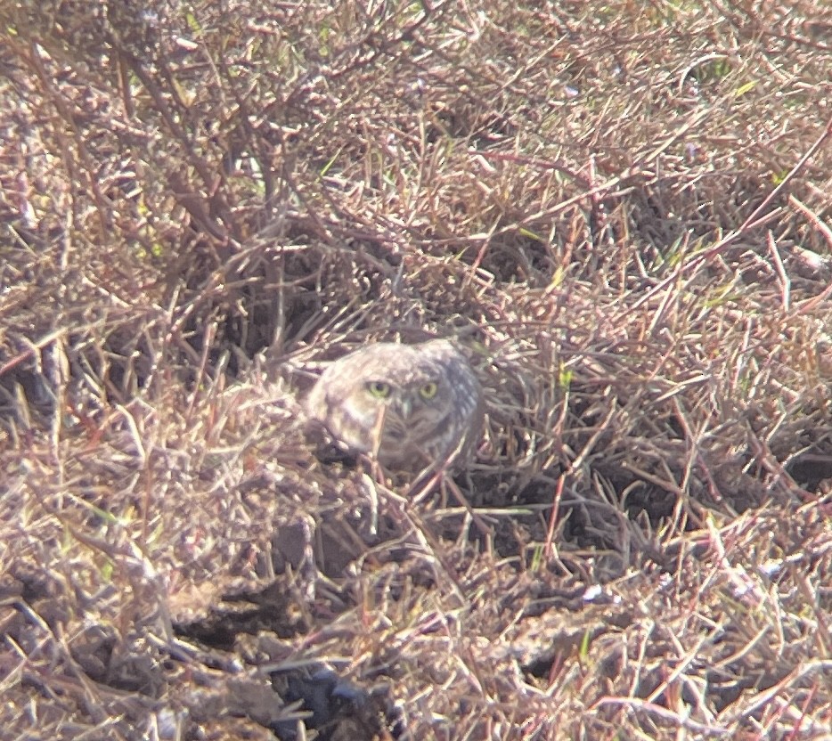 Burrowing Owl - ML627198556