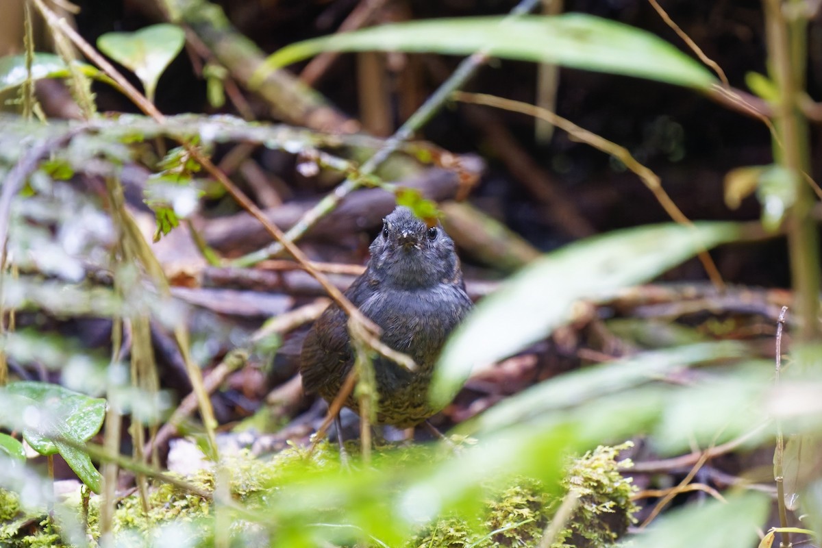 Rufous-vented Tapaculo - ML627198574