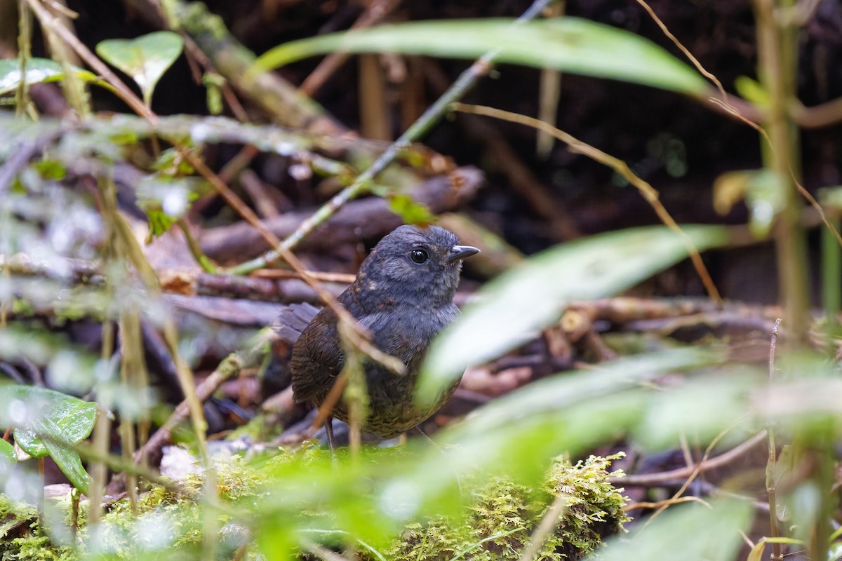 Rufous-vented Tapaculo - ML627198577