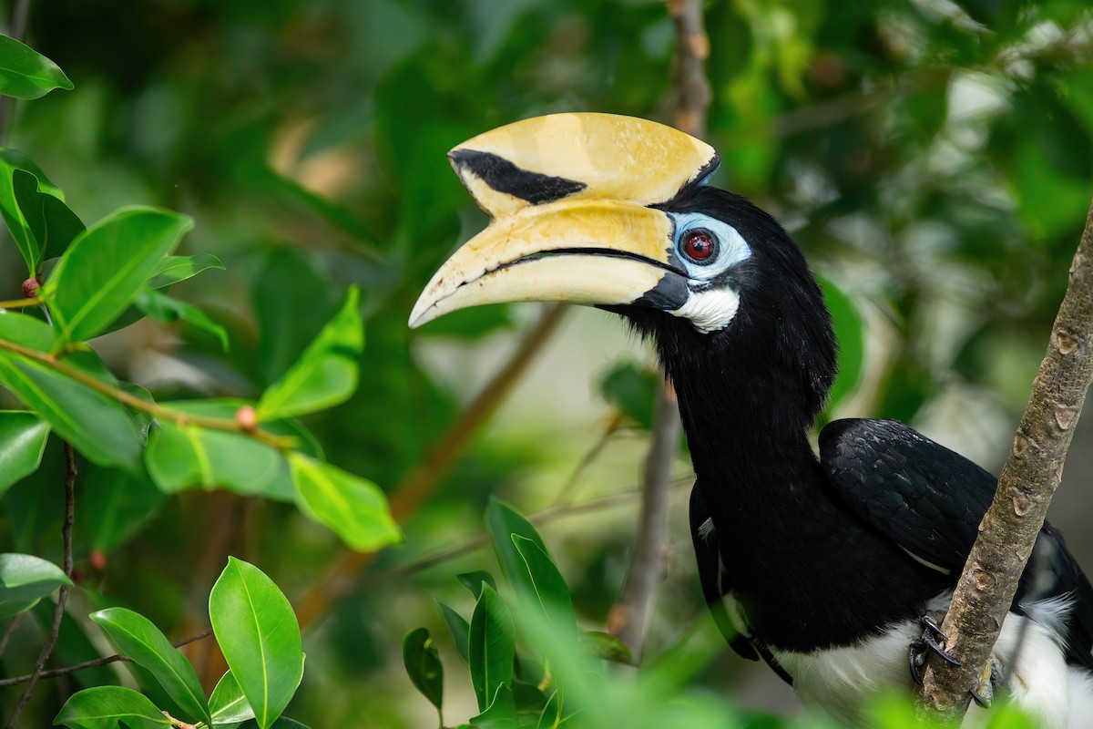 Oriental Pied-Hornbill - ML627198608