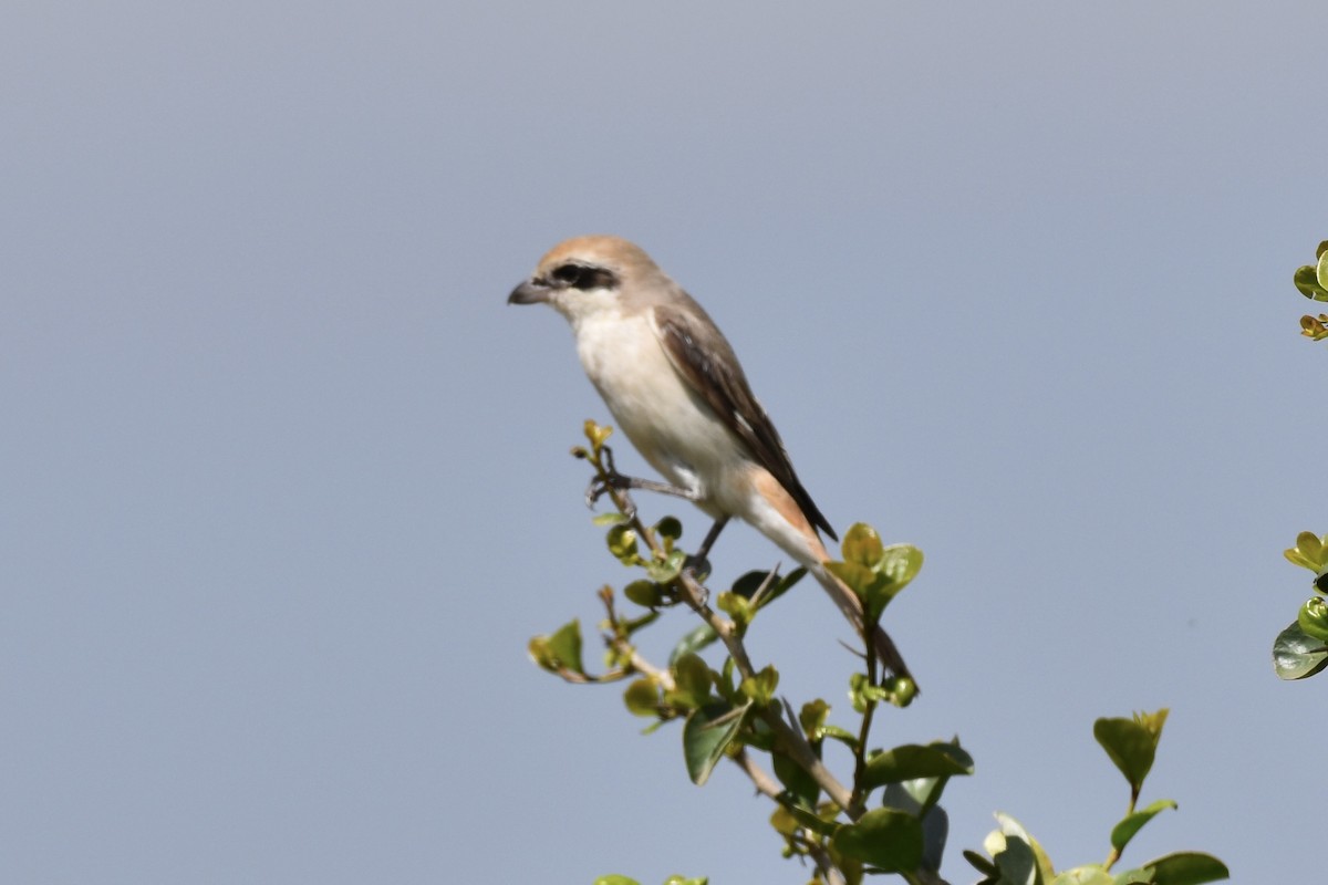 Red-tailed Shrike - ML627198763