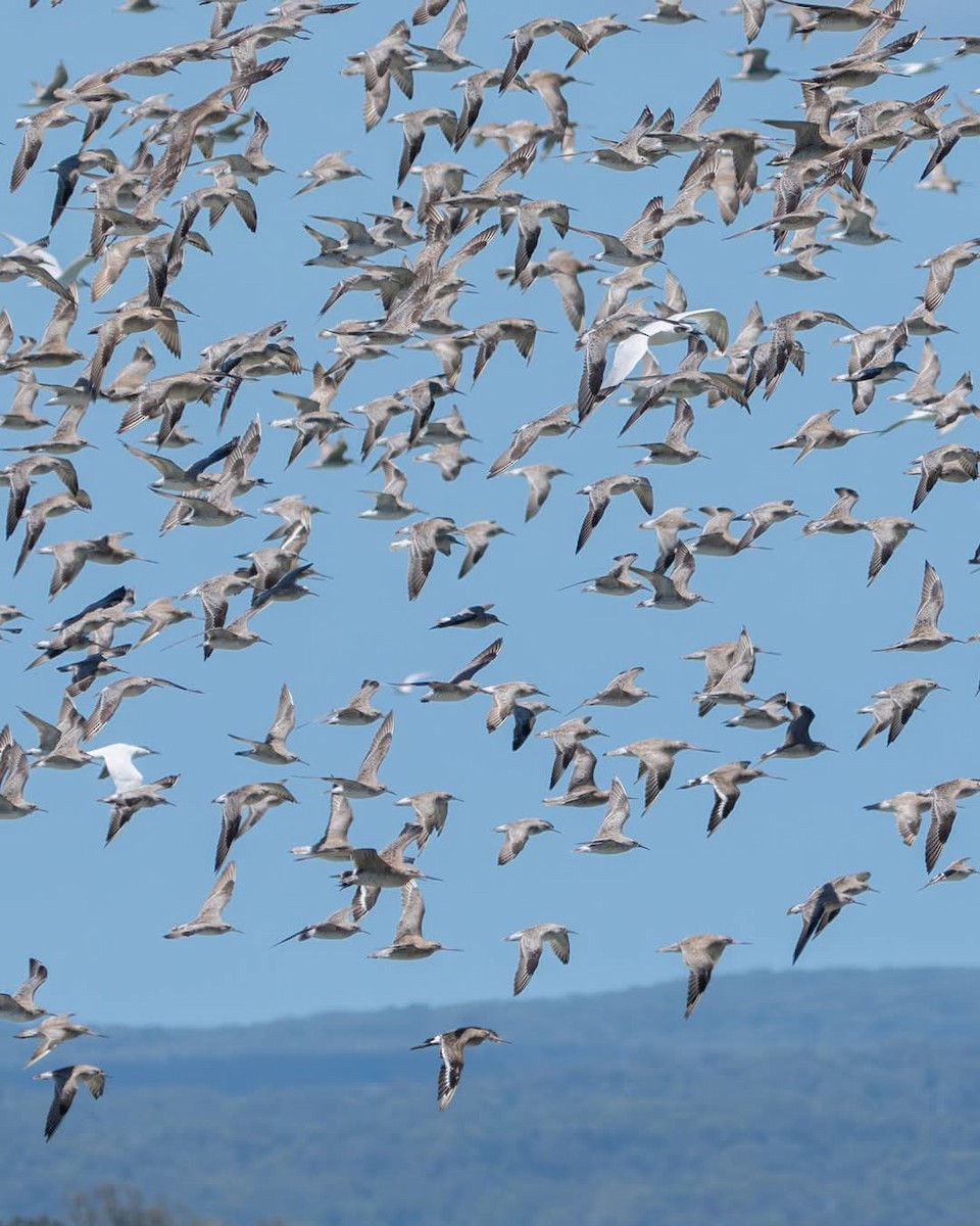 Black-tailed Godwit - ML627198997