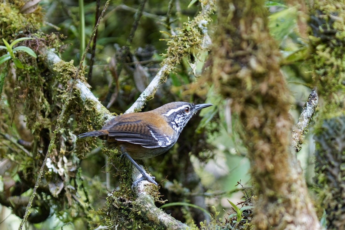 Bar-winged Wood-Wren - ML627199039