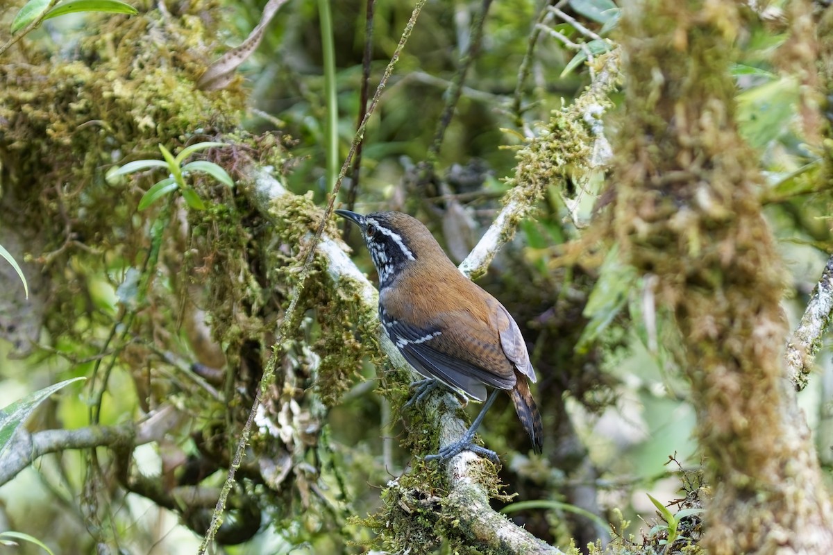 Bar-winged Wood-Wren - ML627199040
