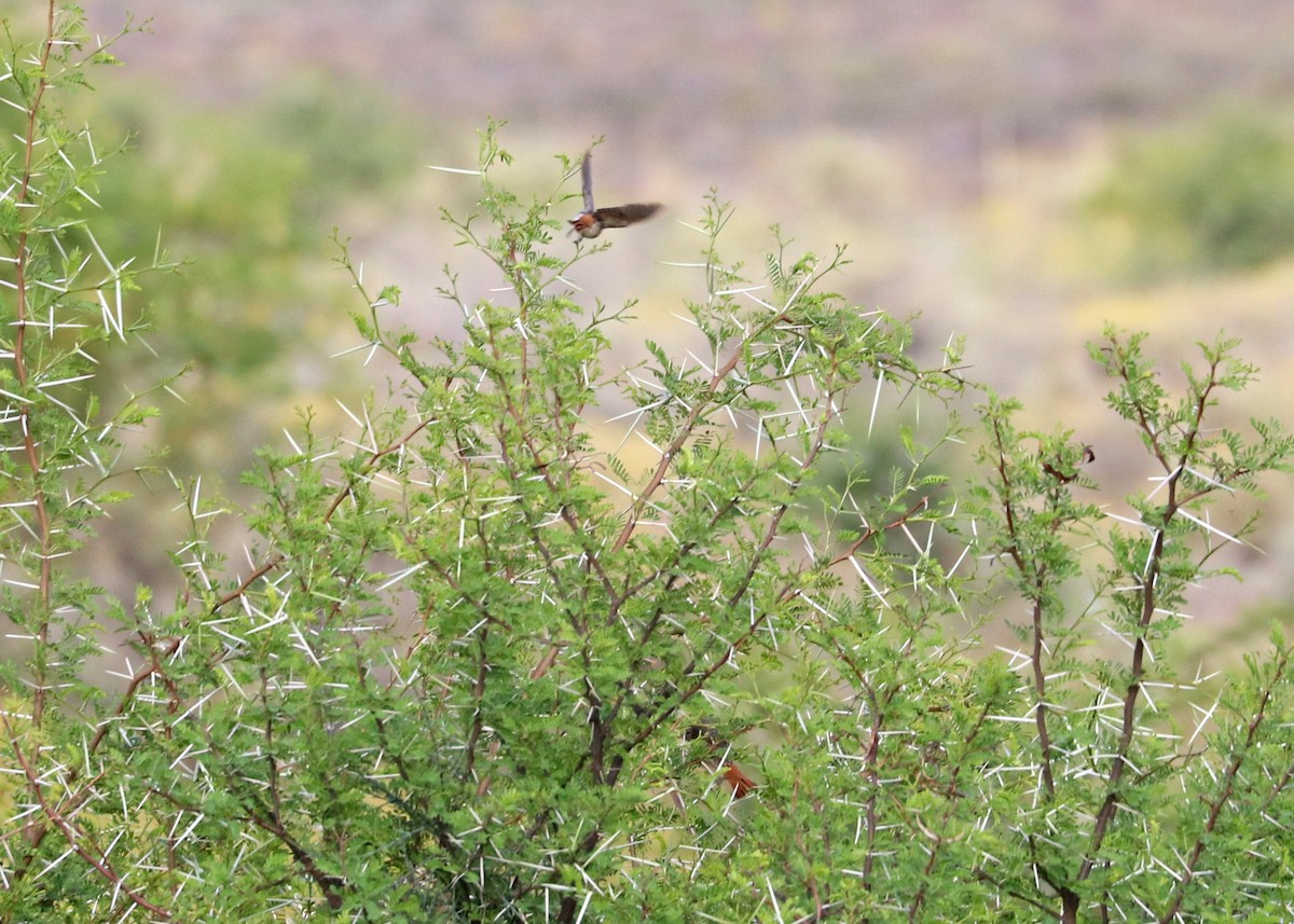 Black-headed Canary - ML627199074