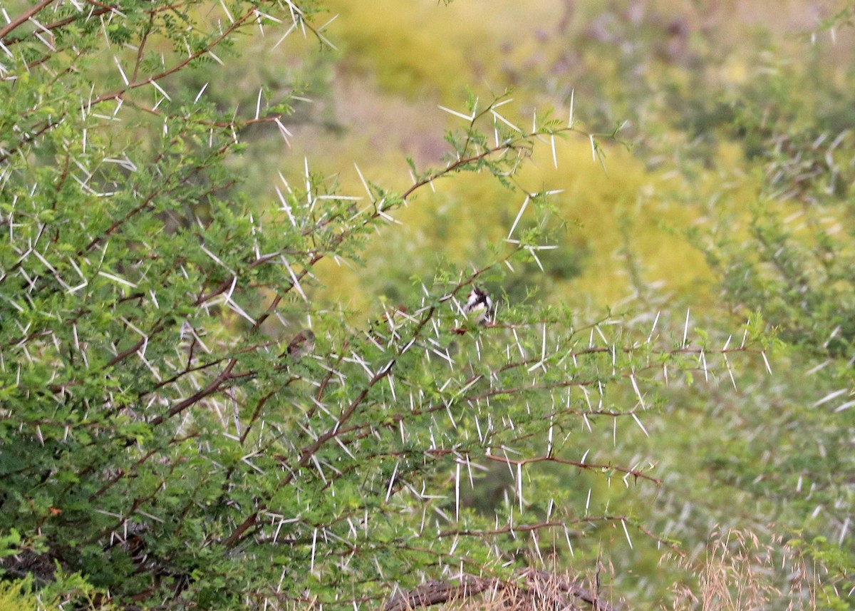 Black-headed Canary - ML627199075