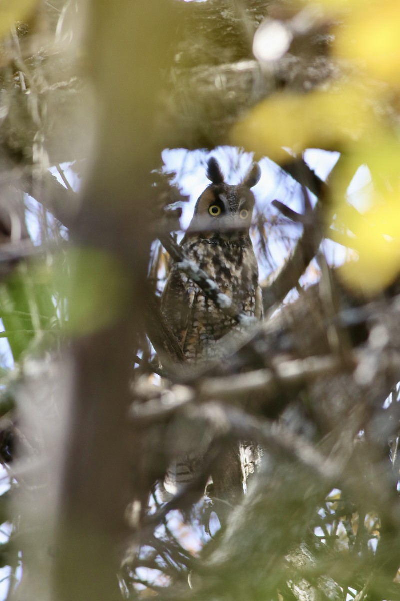 Long-eared Owl - ML627199133